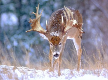  cerf Tableaux - whitetail 09